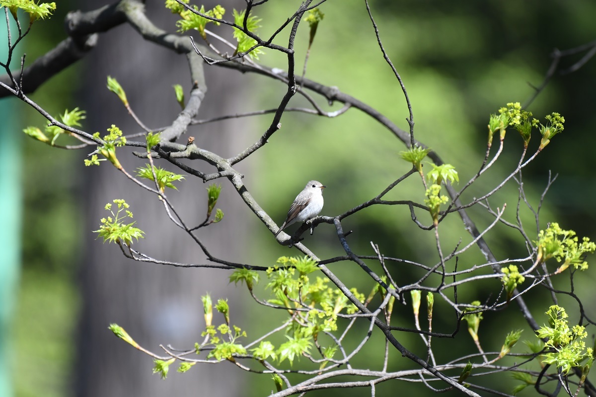 円山公園 ５月８日の野鳥_b0367008_08270955.jpg