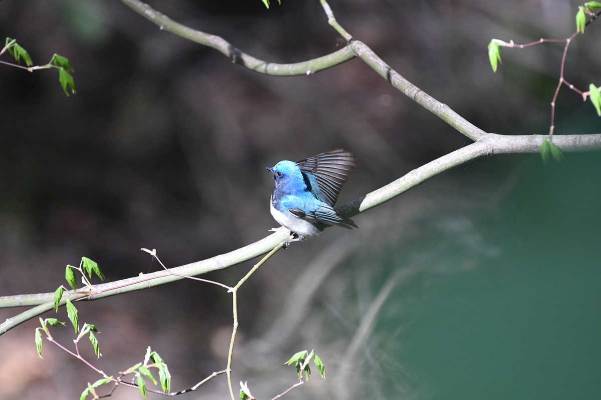 円山公園 ５月８日の野鳥_b0367008_08272156.jpg