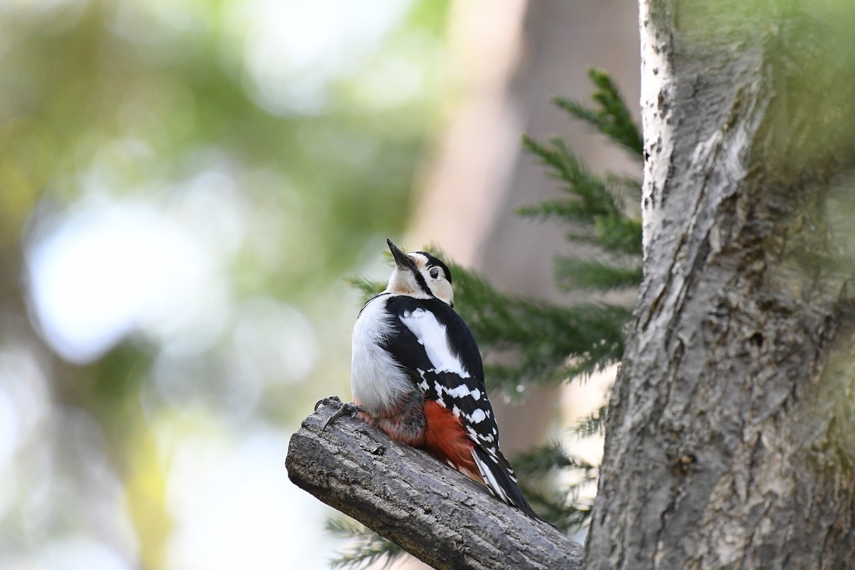 円山公園 ５月８日の野鳥_b0367008_08273654.jpg