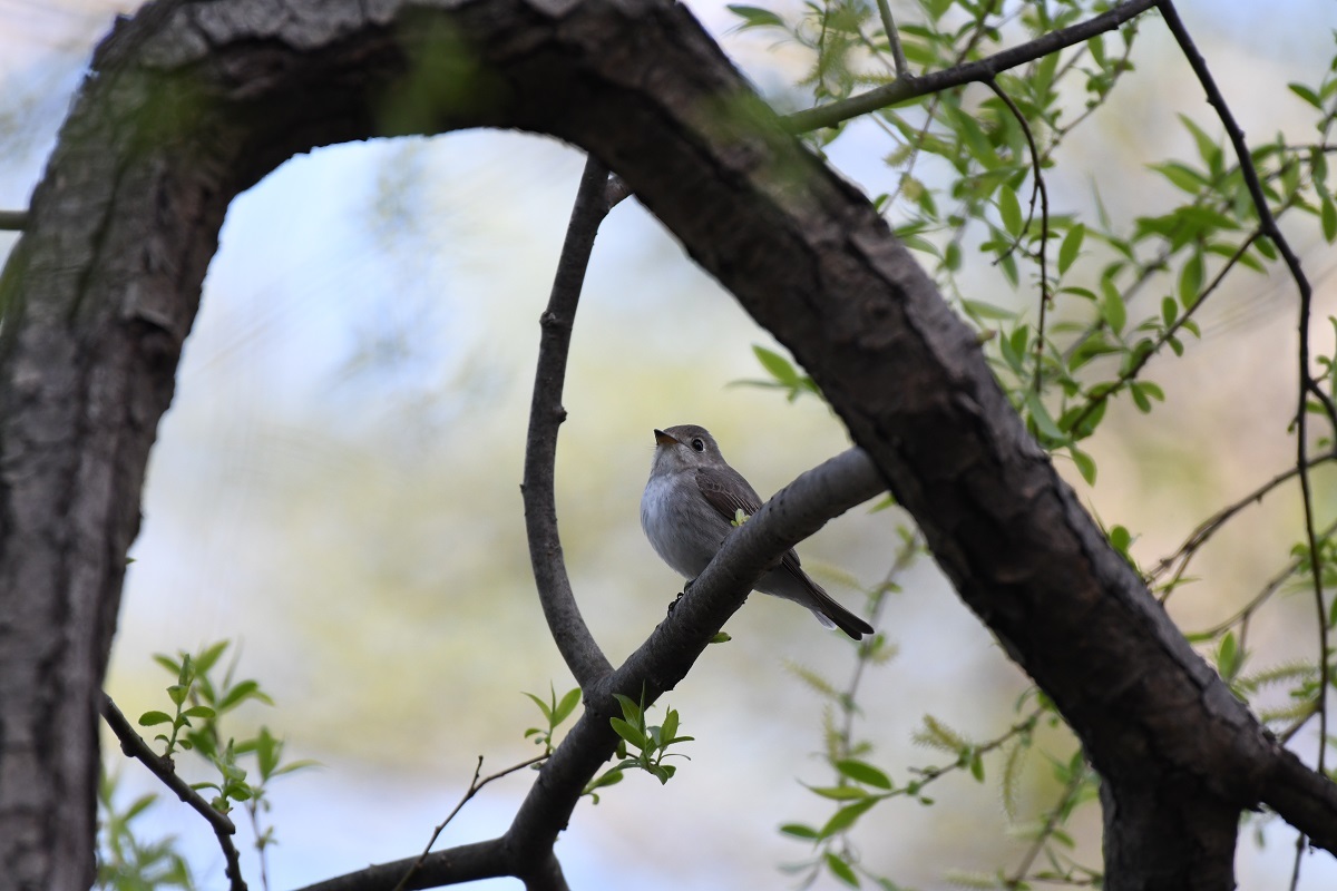 円山公園 ５月８日の野鳥_b0367008_08283219.jpg