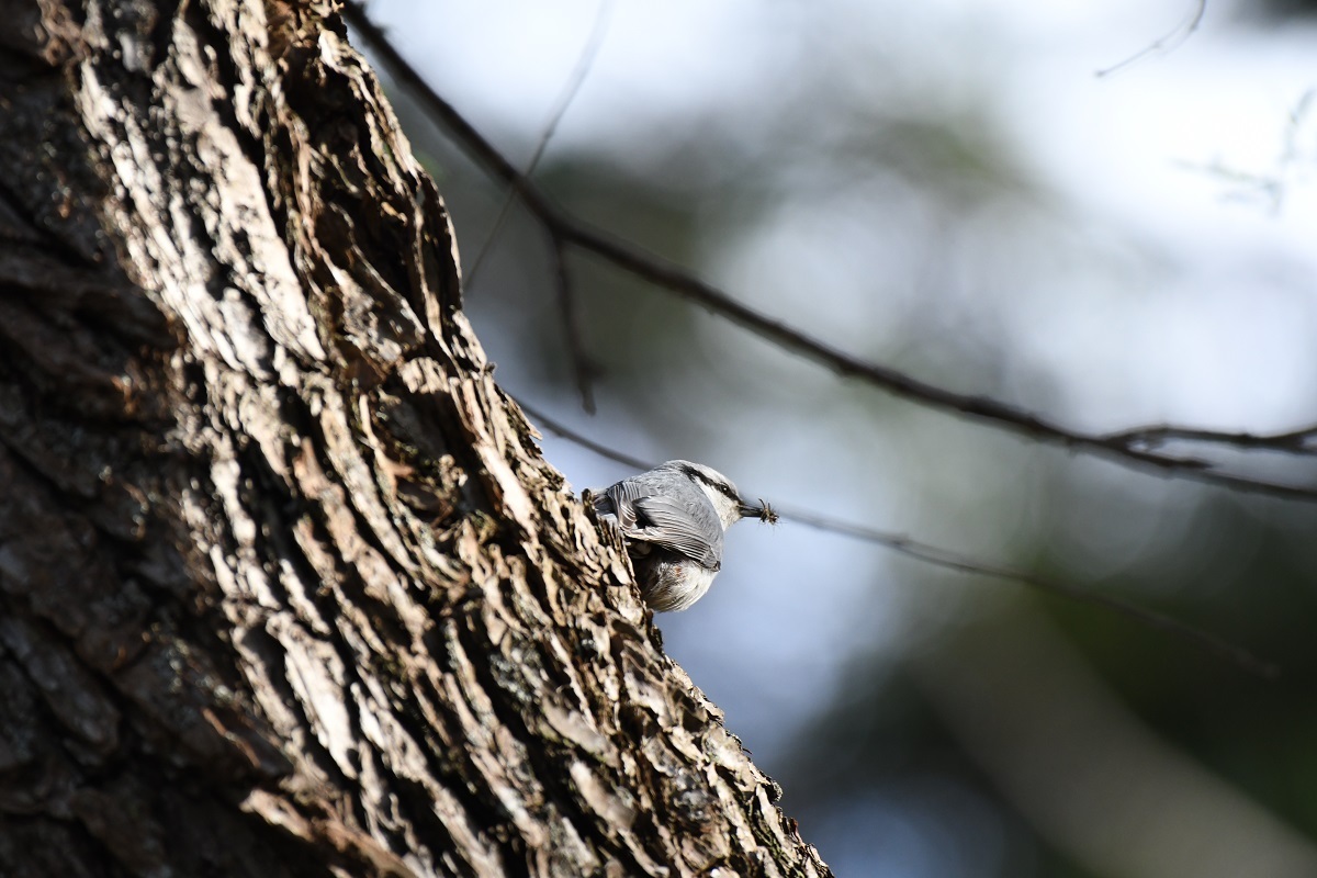 円山公園 ５月８日の野鳥_b0367008_08285769.jpg