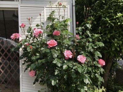 f0071412_09283063.jpeg