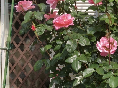 f0071412_09332304.jpeg