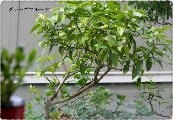 グレープフルーツの花 花暦 風に吹かれて