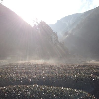 大人の遠足　静岡県梅ヶ島「隠れ茶の里へ」_a0169924_09243131.jpg