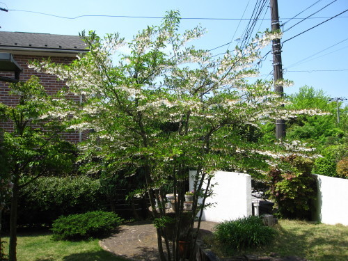 e0350927_10362411.jpg