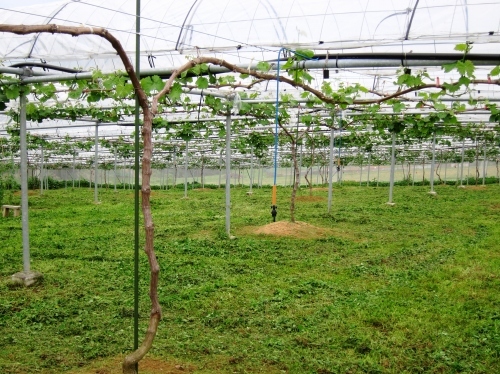 草刈り第2弾_d0336530_22585184.jpg