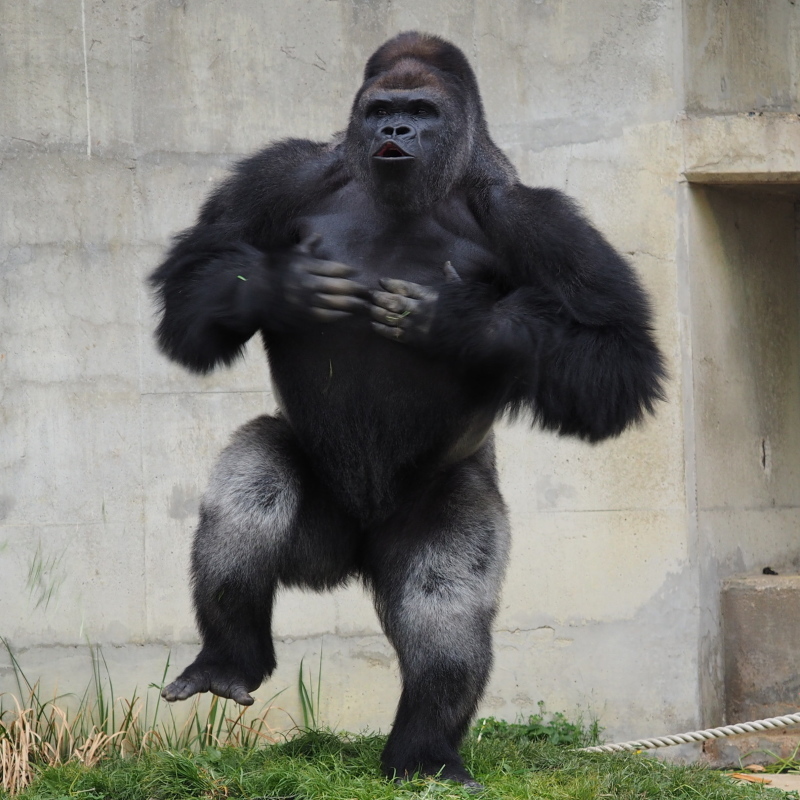 狙いはドンピシャ！GWのシャバーニ家 東山動物園2017/5/6_e0363539_20295157.jpg