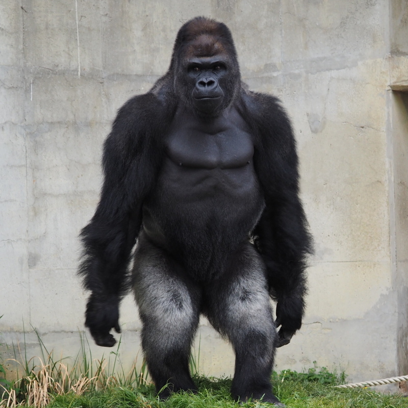 狙いはドンピシャ Gwのシャバーニ家 東山動物園17 5 6 ヒトのたぐい ゴリラと愉快な仲間たち