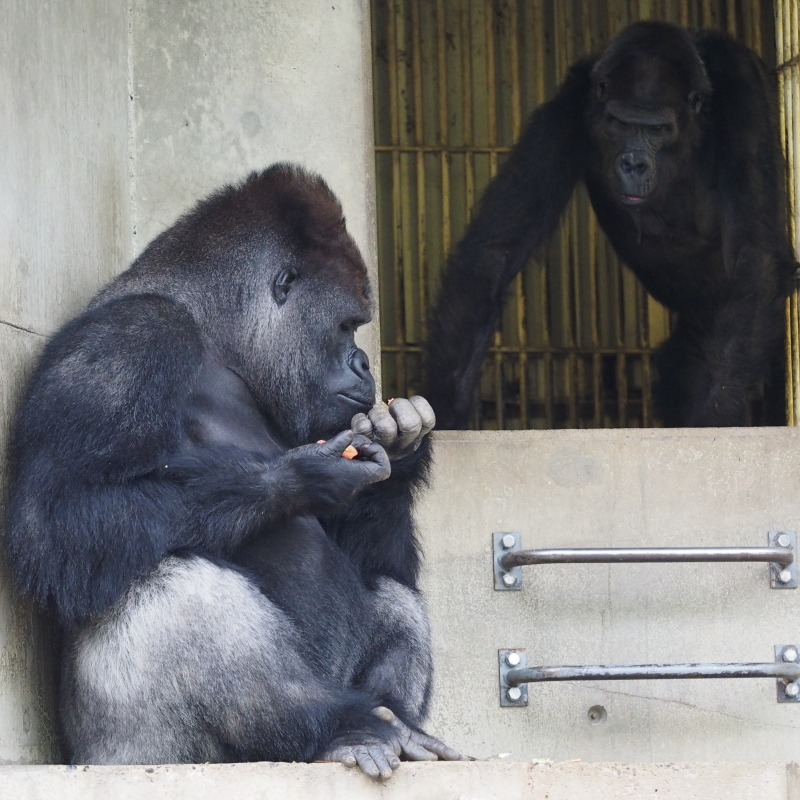 ゴリラの首 ≪6月の新商品≫ウホウホゴリラのゴリくん正座-NEW ITEM！｜アミューズ