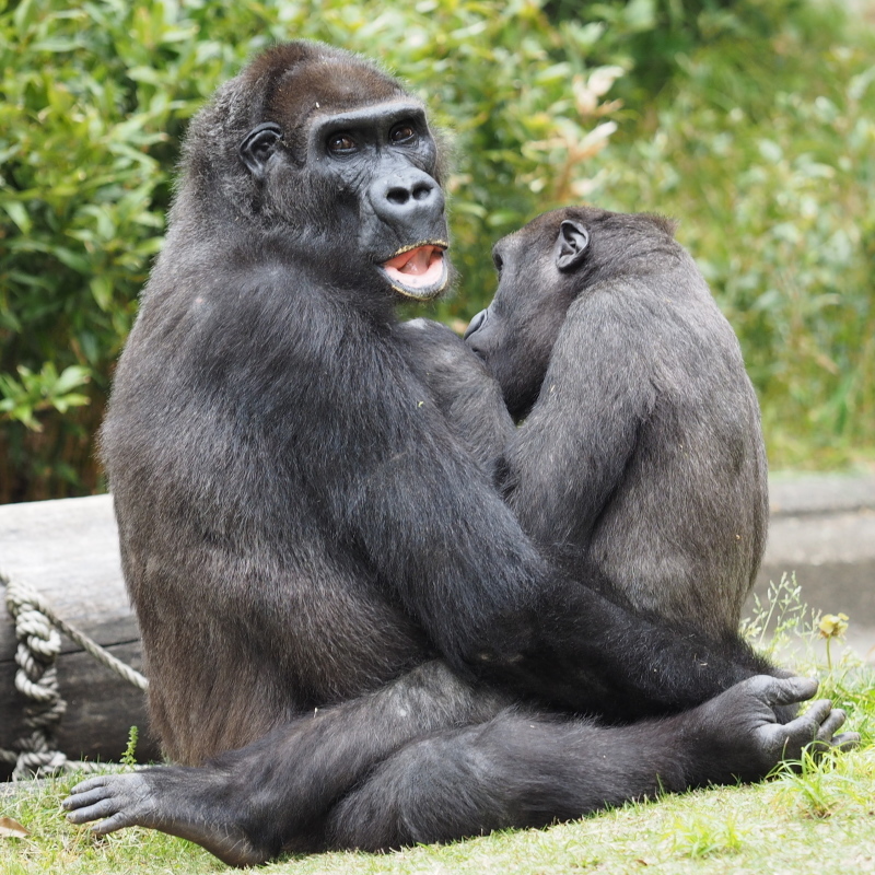 狙いはドンピシャ！GWのシャバーニ家 東山動物園2017/5/6_e0363539_20445678.jpg