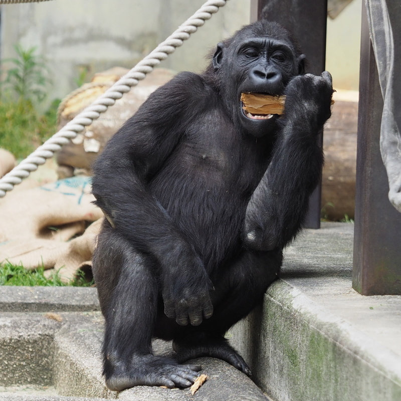 狙いはドンピシャ！GWのシャバーニ家 東山動物園2017/5/6_e0363539_21204655.jpg