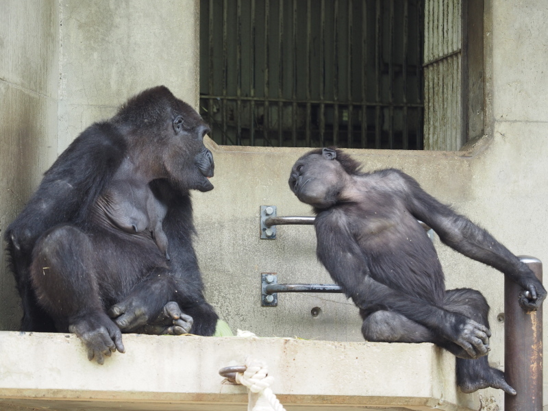 狙いはドンピシャ！GWのシャバーニ家 東山動物園2017/5/6_e0363539_22121021.jpg