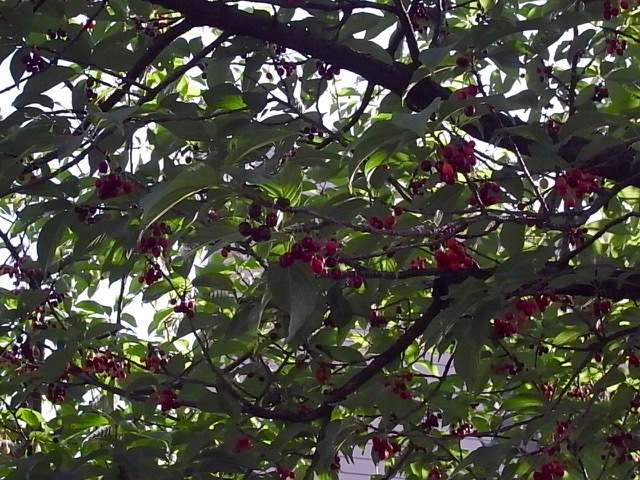 d0350542_13382227.jpg