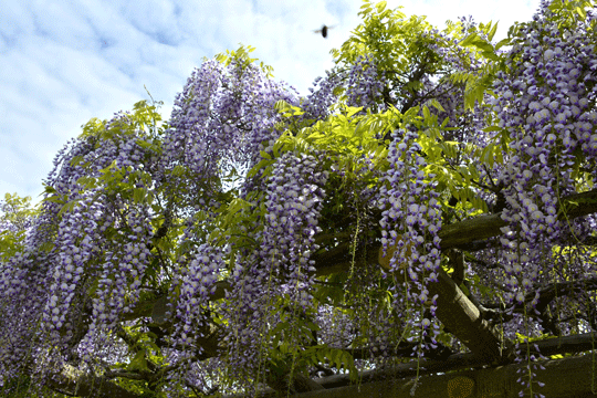 c0093046_20512959.gif