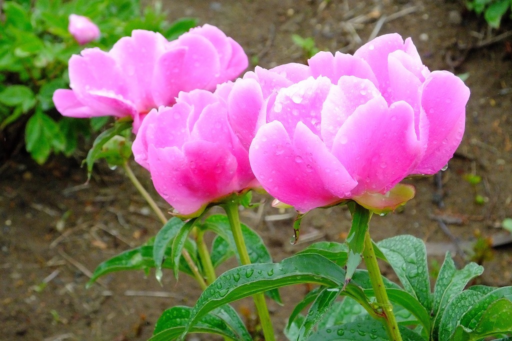 雨上がり、藤と牡丹と芍薬と。_b0236251_12040136.jpg