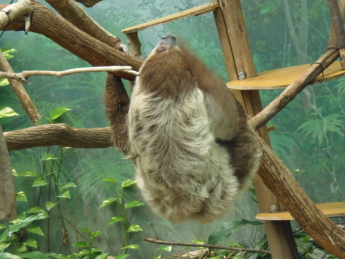 怠け者 働き者 Big Cats 怠け者 働き者 Big Cats