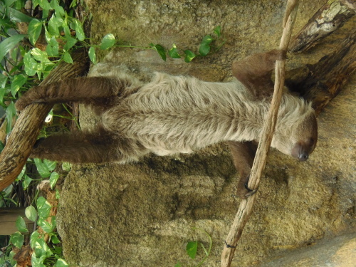 怠け者 働き者 Big Cats 怠け者 働き者 Big Cats