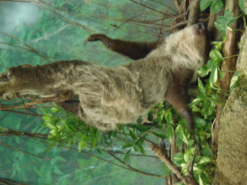 怠け者 働き者 Big Cats 怠け者 働き者 Big Cats