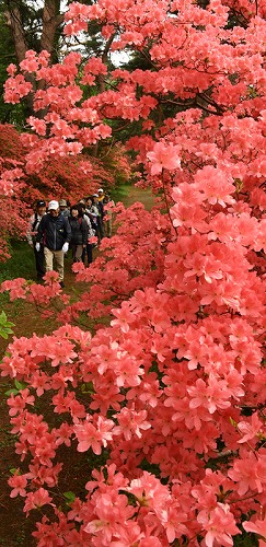 群馬県花 レンゲツツジ 群馬で生まれ育った男のブログ