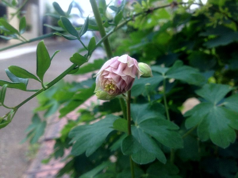 ☆紫色芋のスイートマッシュ、そしてオダマキ☆_c0092953_627427.jpg