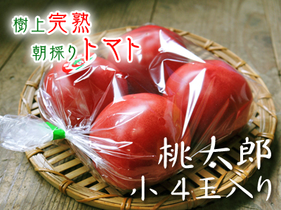 樹上完熟の朝採りトマト お待たせしました!6月上旬より出荷予定!現在の成長の様子を現地取材!_a0254656_19140022.jpg