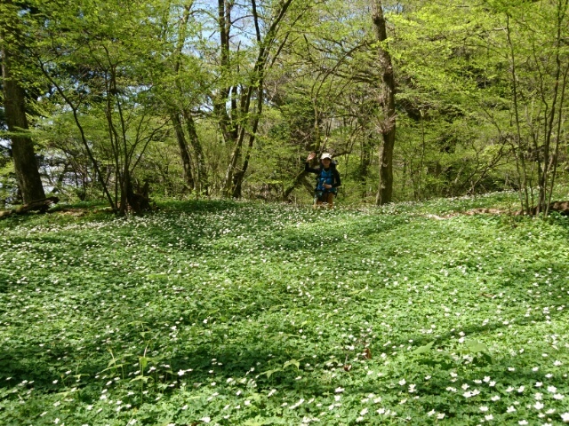 金剛山へ５月８日_c0260463_18104402.jpg