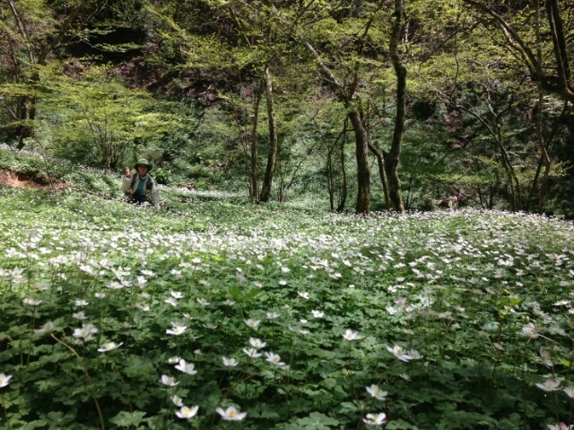 金剛山へ５月８日_c0260463_18122427.jpg