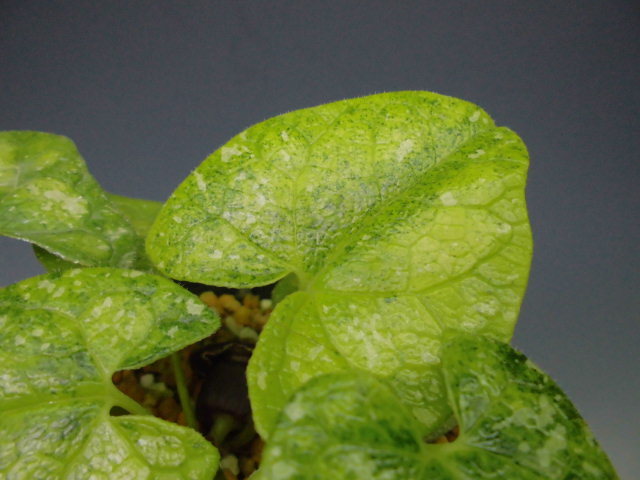 カンアオイ 天城金太郎 : DREAM GRASSES カンアオイ 天城金太郎 : DREAM GRASSES