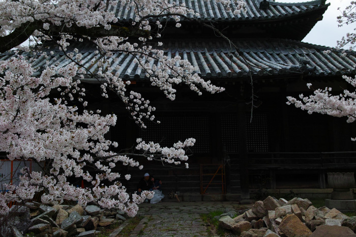  桜　　2017　　立本寺_f0021869_00142888.jpg