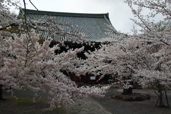  桜　　2017　　立本寺_f0021869_00155278.jpg