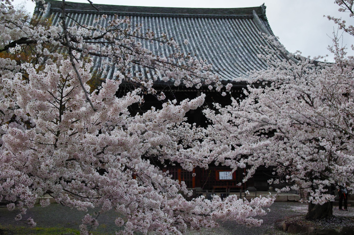  桜　　2017　　立本寺_f0021869_00164086.jpg