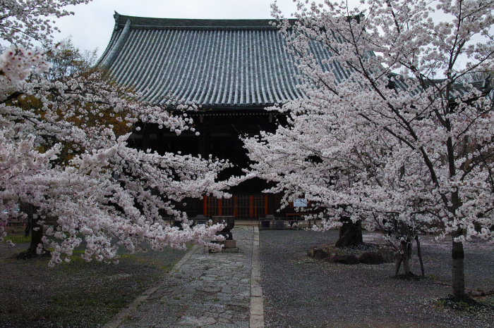  桜　　2017　　立本寺_f0021869_00175466.jpg