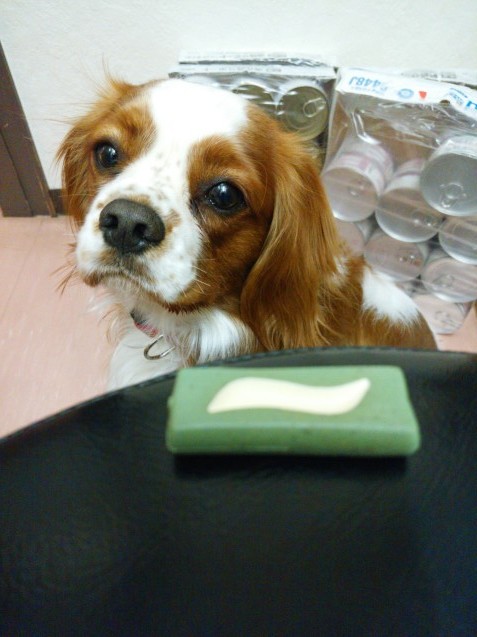 試食係_e0367571_22402665.jpg