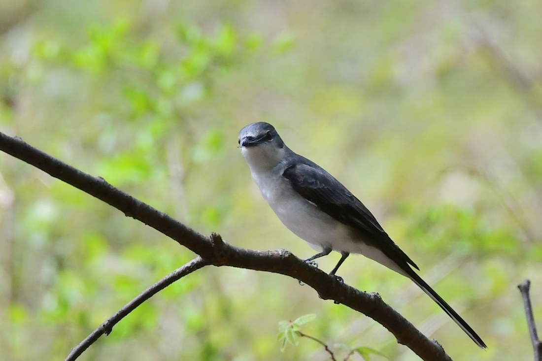 サンショウクイ 巣材集め_f0053272_23370538.jpg