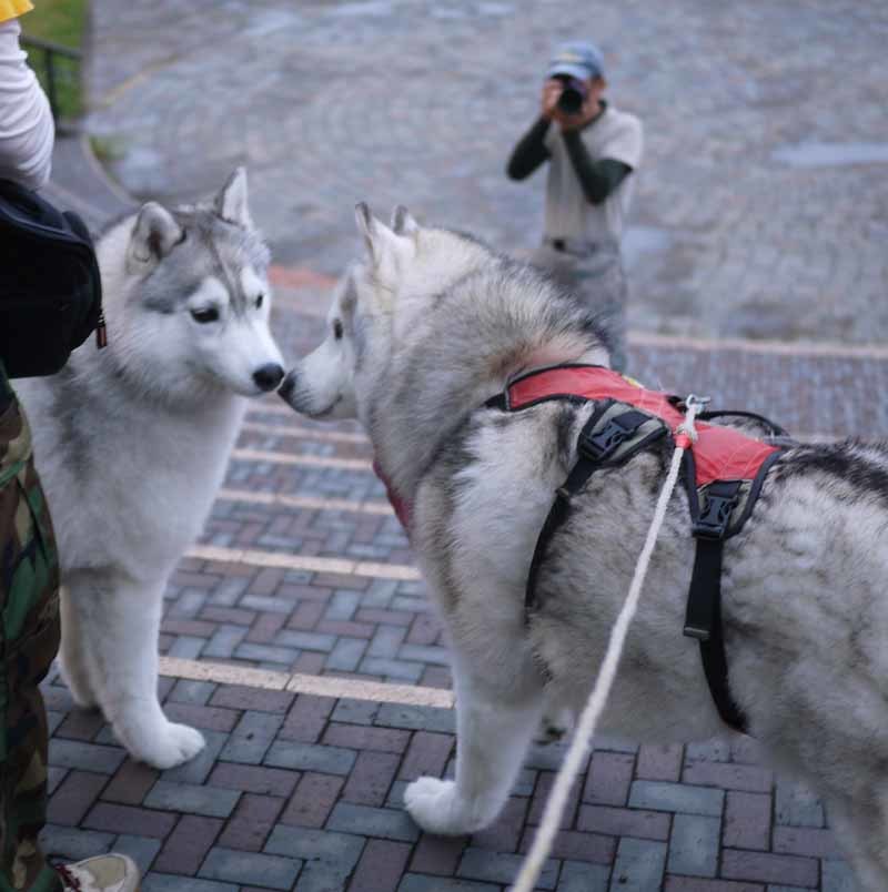 2017年5月4日宮崎へ③　はなちゃん一家と朝んぽ(少しだけね)_c0127975_22544928.jpg