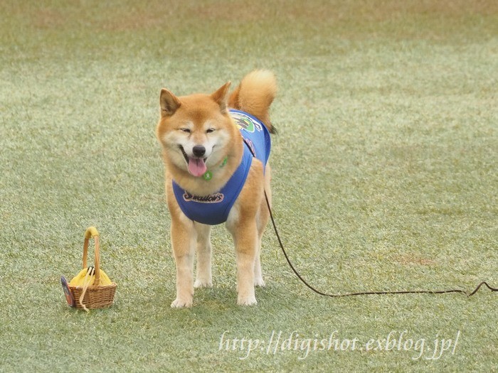 始球式に登場 ベースボール犬 わさび ちゃんフォト 神宮5 11 Out Of Focus Baseballﾌｫﾄﾌﾞﾛｸﾞ 終了