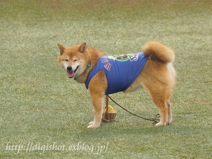 ベースボール犬 わさび 引退 お疲れさま Out Of Focus Baseballフォトブログ 終了 ベースボール犬 わさび 引退 お疲れさま Out Of Focus Baseballフォトブログ 終了