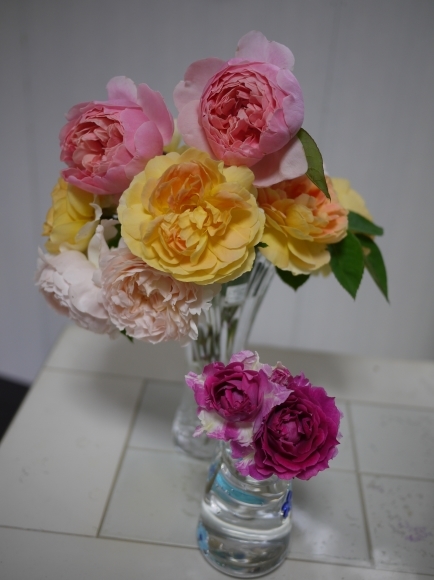 雨の前にバラの開ききった花をカットしました 春 ナナと庭の薔薇 雨の前にバラの開ききった花をカットしました 春 ナナと庭の薔薇