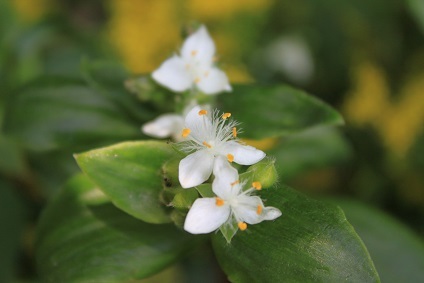 アメリカ風露　万年草　庭石菖_e0354596_00061920.jpg