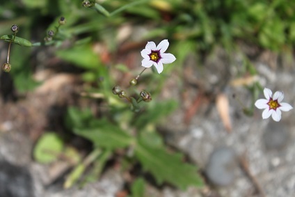 アメリカ風露　万年草　庭石菖_e0354596_20103258.jpg