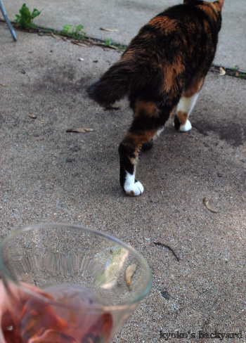 飲み仲間?_b0253205_07540929.jpg