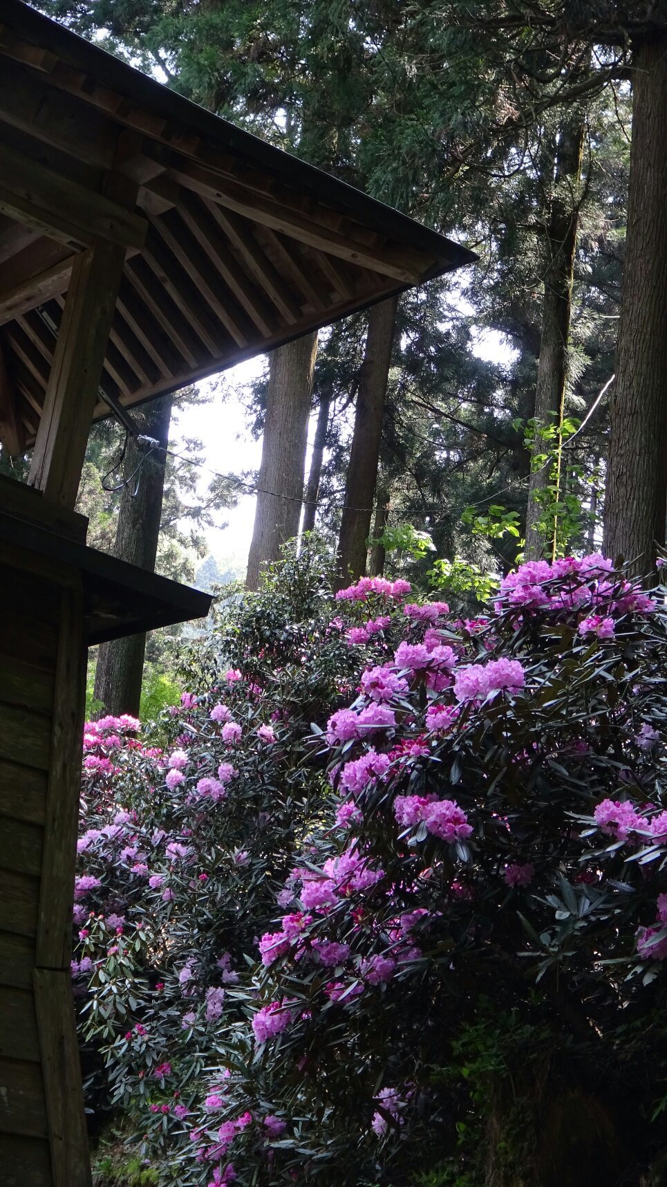 西条市・横峰寺2017年の満開のシャクナゲ…2017/5/11_f0231709_07522600.jpg