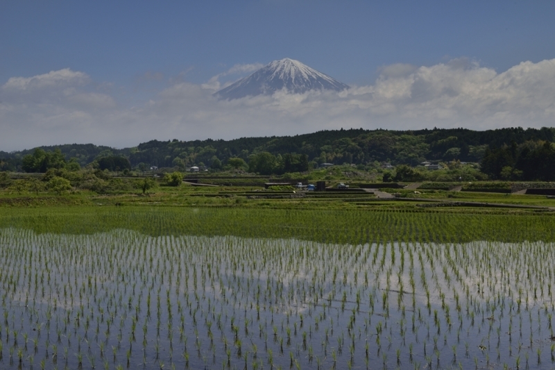 田んぼの逆さ_b0369916_20380207.jpg