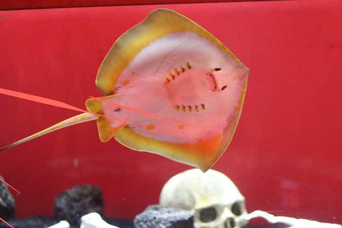 サンシャイン水族館 もうどく展2 死亡例のある生物 続々 動物園ありマス