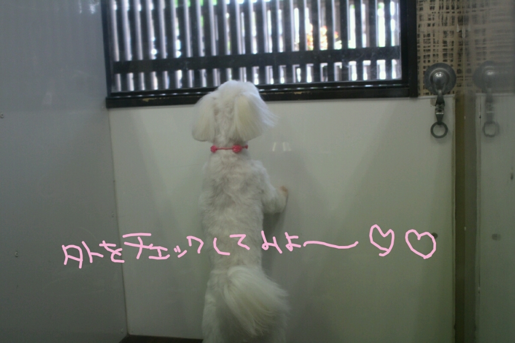 カワウソ_b0130018_20444454.jpg