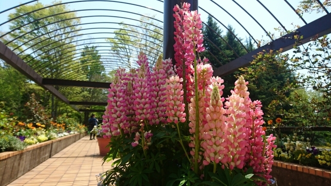 お花見の季節～水戸市植物園～_f0182618_12594995.jpg