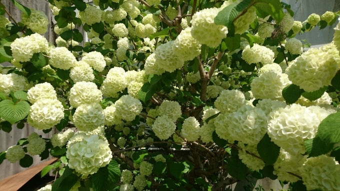 お花見の季節～水戸市植物園～_f0182618_13001006.jpg