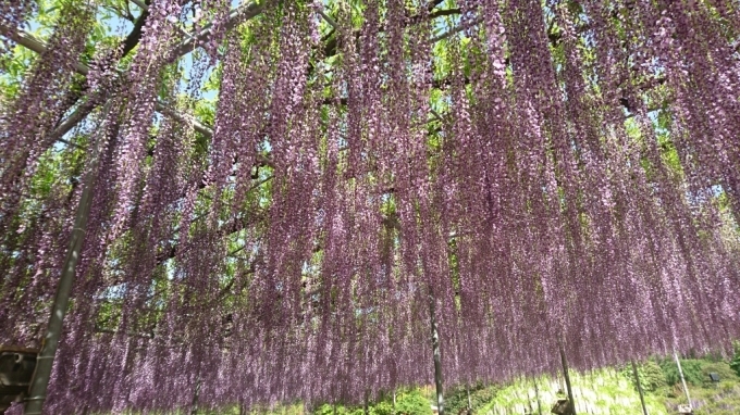 お花見の季節～足利フラワーパークの藤～_f0182618_19044229.jpg