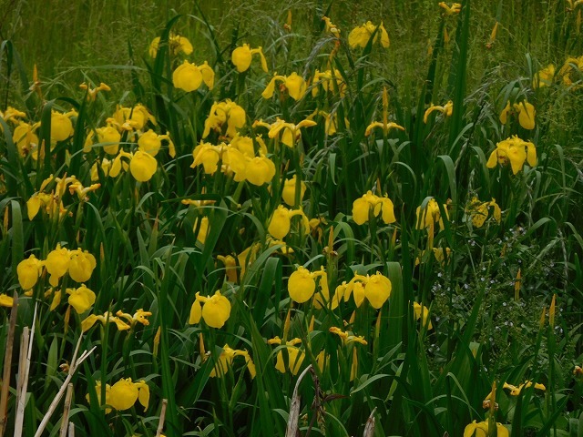 c0343734_00484716.jpg